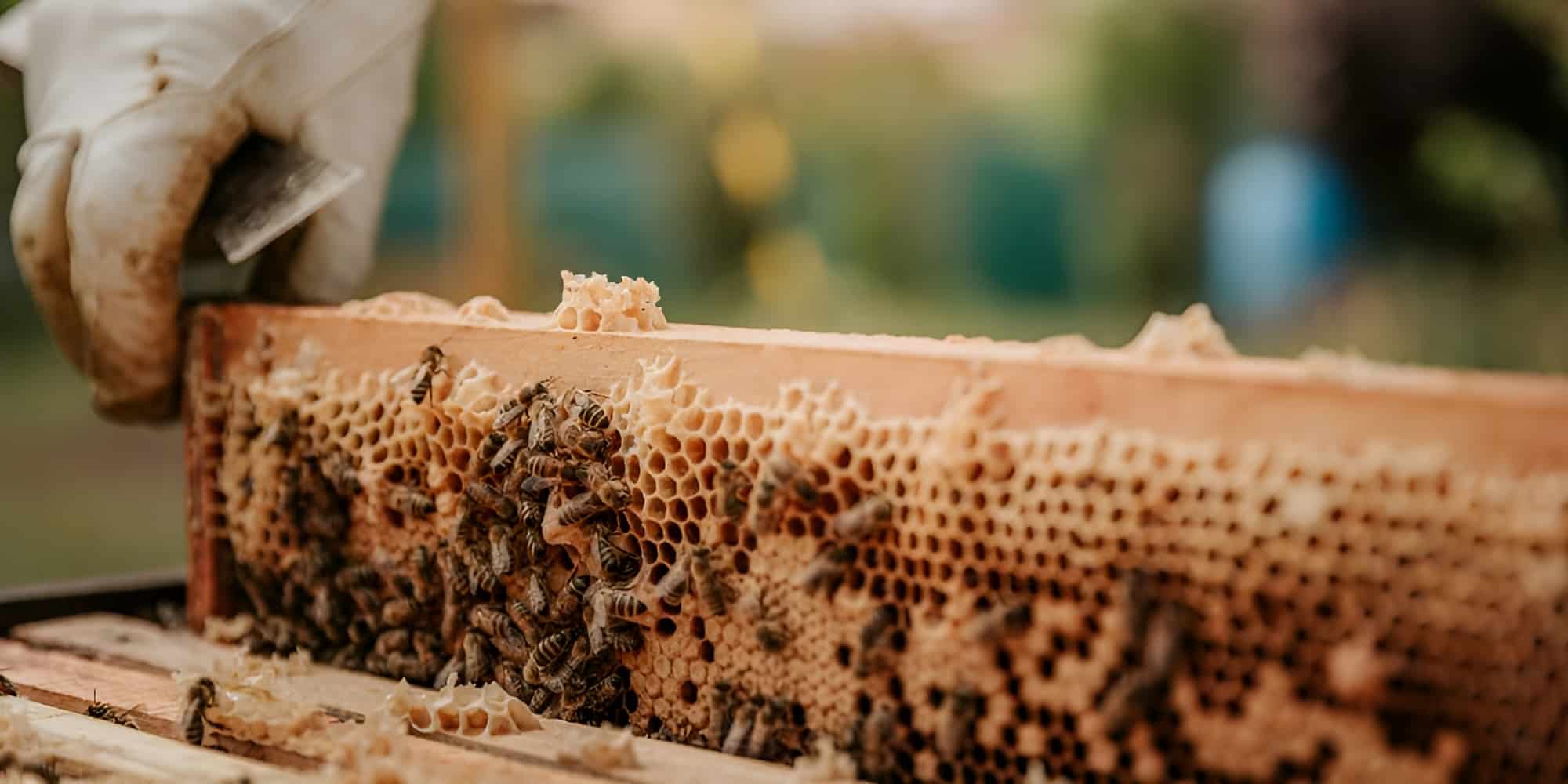 Beekeeper Key: How to Prevent Over-Harvesting Honey