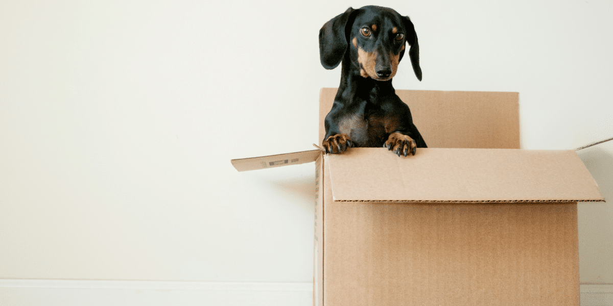 Moving With Pets: Ensuring a Comfortable Relocation for Your Animal Companions