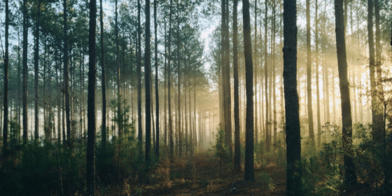 Everything You Need To Know About Trauma and PTSD