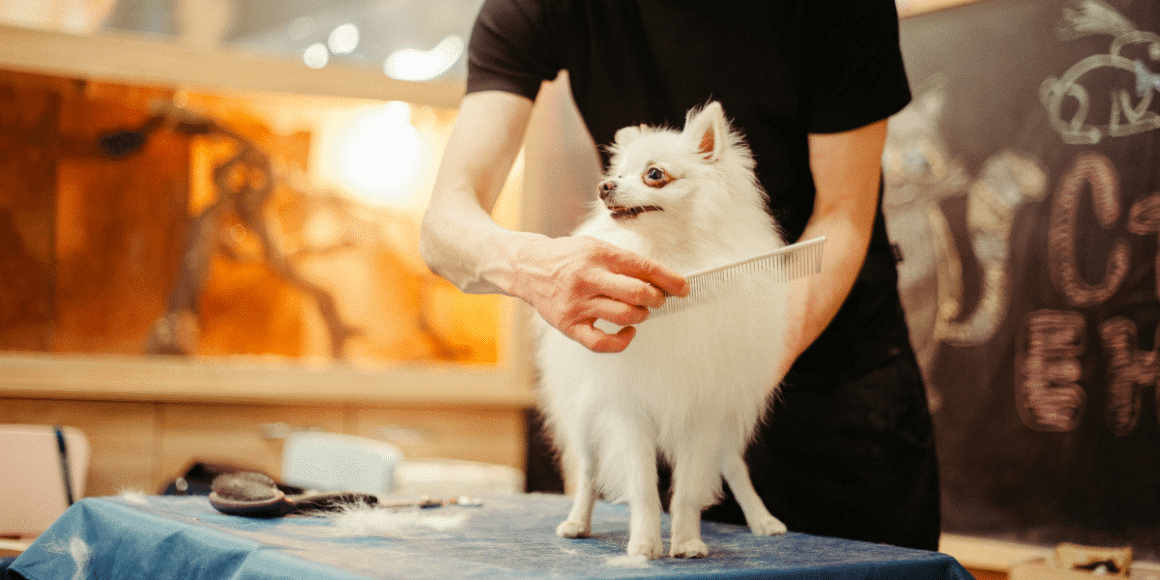 dog getting a haircut