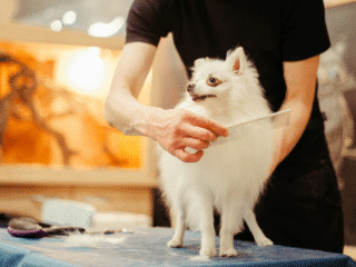 dog getting a haircut