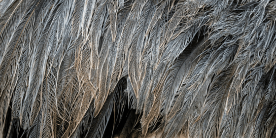 Helen Yarmak Unveils Chic New Feather Collection