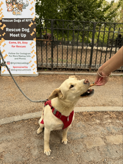 NYC's First Rescue Dog Meetup Sponsored by Rescue Treats (2)