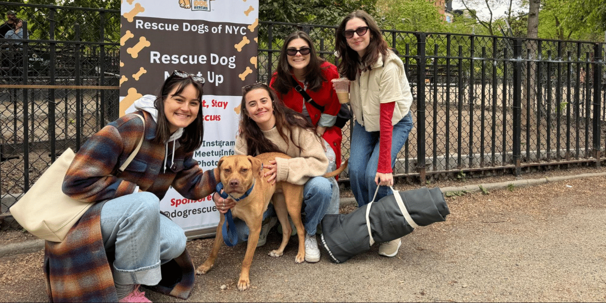 NYC's First Rescue Dog Meetup Sponsored by Rescue Treats