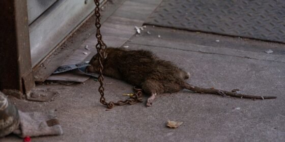 Rat Infestation in NYC: Understanding the Serious Health Risks