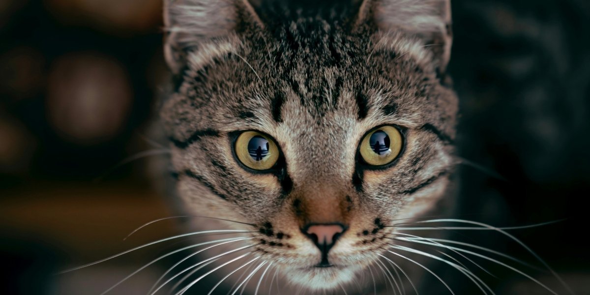 The Science Behind Why Cat Videos Go Viral