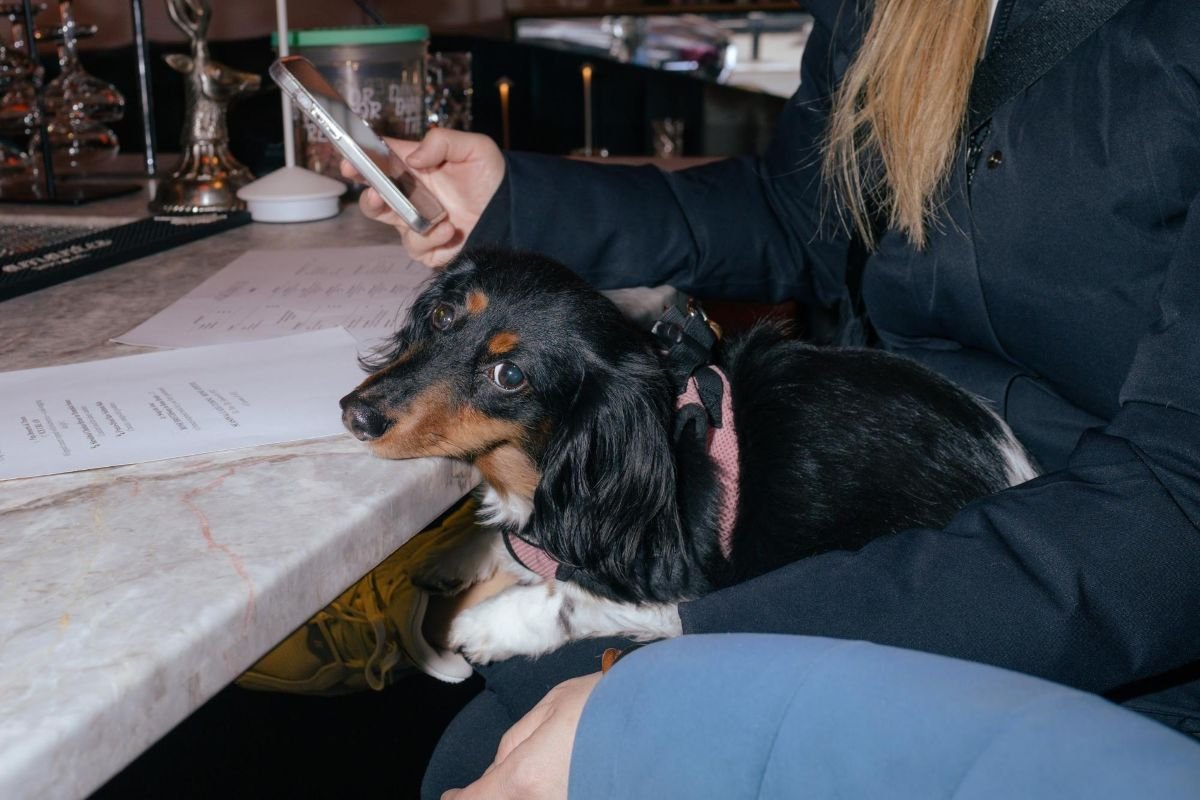 Aquarelle Introduces DOGGIE BRUNCH, a Monthly Dining Experience for NYC’s Dog-Loving Crowd