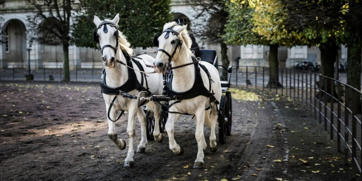 Central Park Carriage Horses Stay Suspended as Ryder's Law Heads to July Hearing
