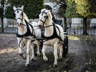 Central Park Carriage Horses Stay Suspended as Ryder's Law Heads to July Hearing