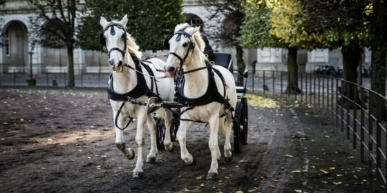 Central Park Carriage Horses Stay Suspended as Ryder's Law Heads to July Hearing